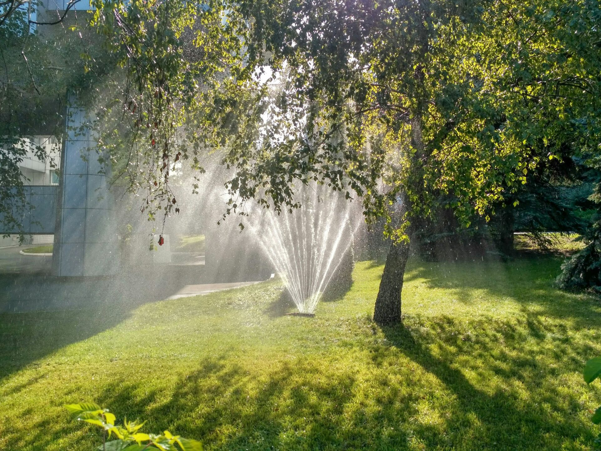 wasserverbot schweiz trockenheit, Rasensprenger bewässert einen Garten bei trockenem Sommerwetter