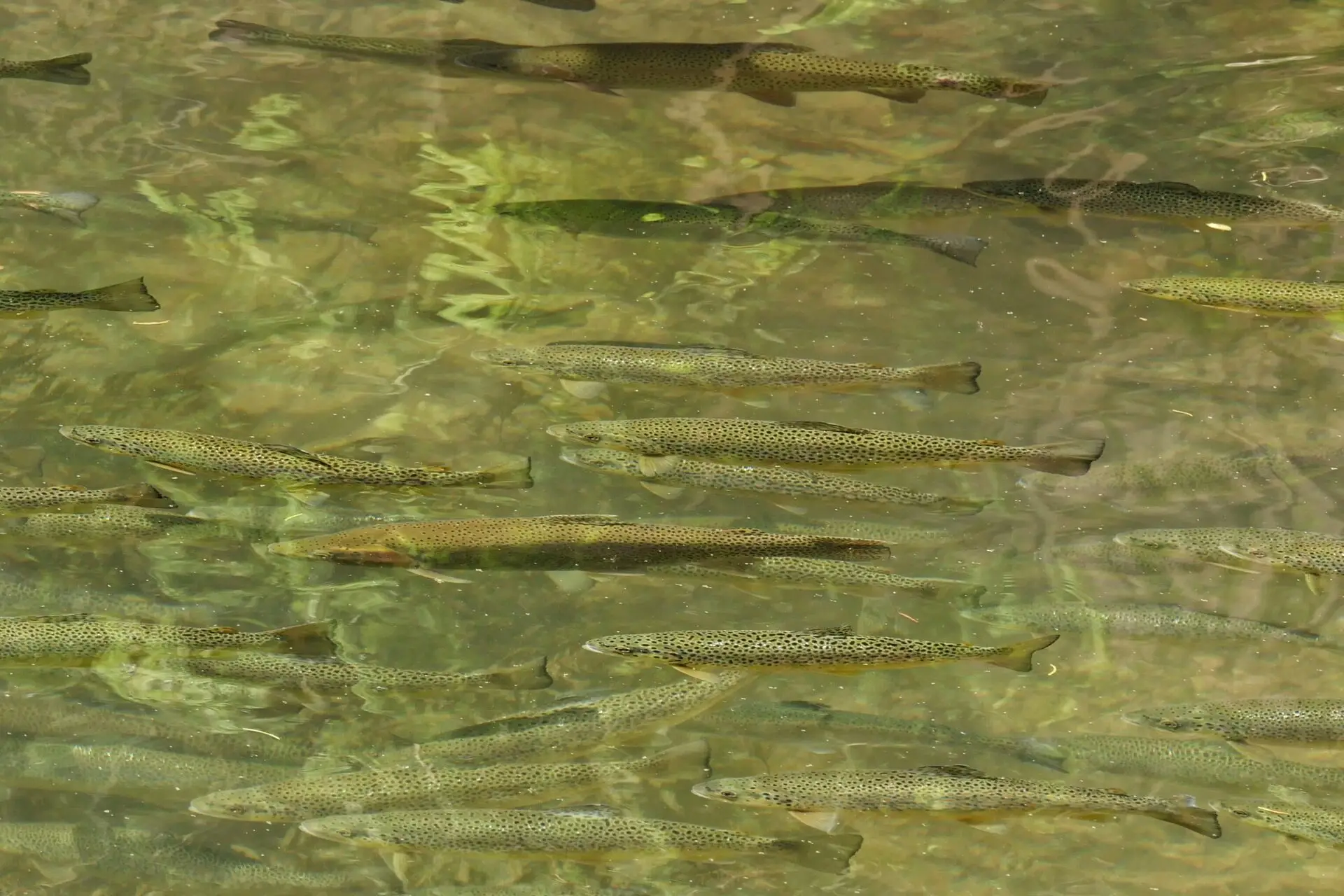 Forellen in warmem Wasser bei steigenden Gewässertemperaturen