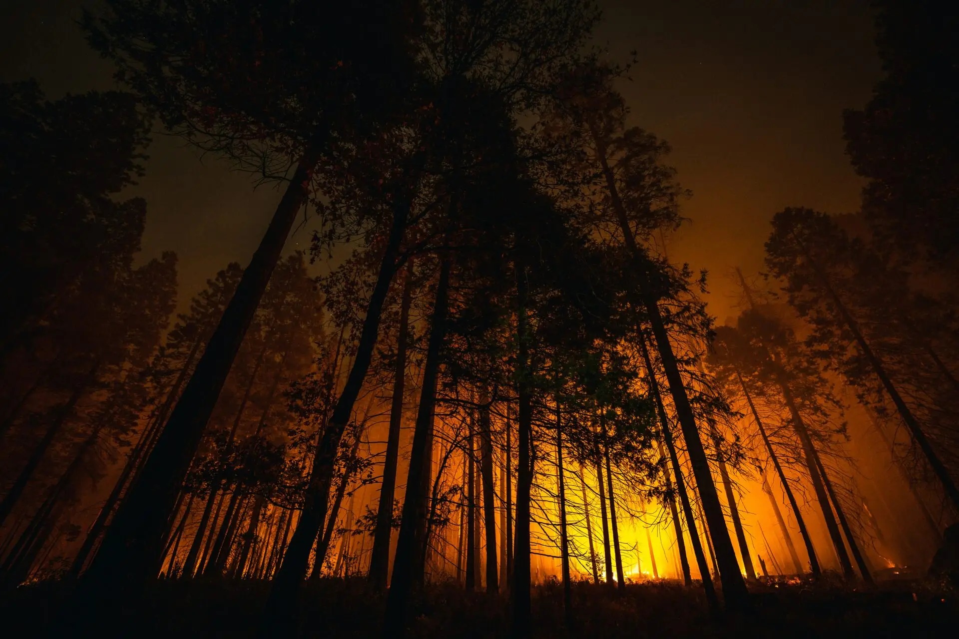 Waldbrand zwischen Bäumen als Symbol für die Waldbrandgefahr in der Schweiz