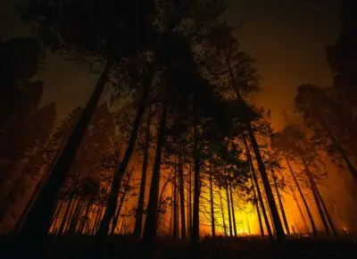 Waldbrand zwischen Bäumen als Symbol für die Waldbrandgefahr in der Schweiz